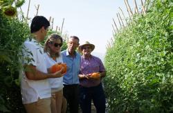 CAMPAÑA TOMATE HUEVO TORO