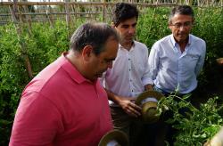 CampañaRecogidaTomate_2